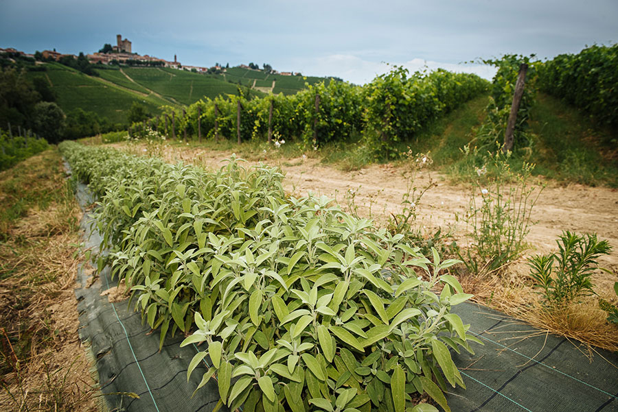 Rivetto